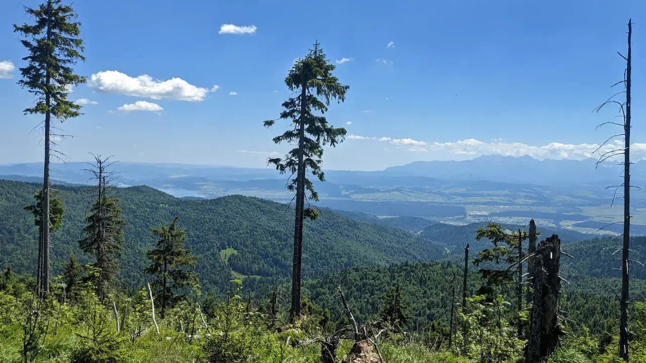 Widok z najwyższego szczytu Gorców na zielone pasma górskie i odległe Tatry.