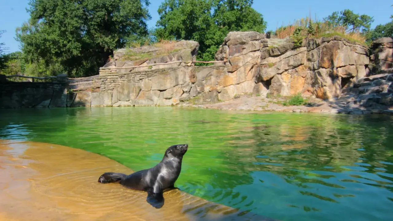 Foka wychodzi z zielonej wody na brzeg w zoo w Berlinie. Skaliste otoczenie i bujna zieleń tworzą naturalne środowisko.
