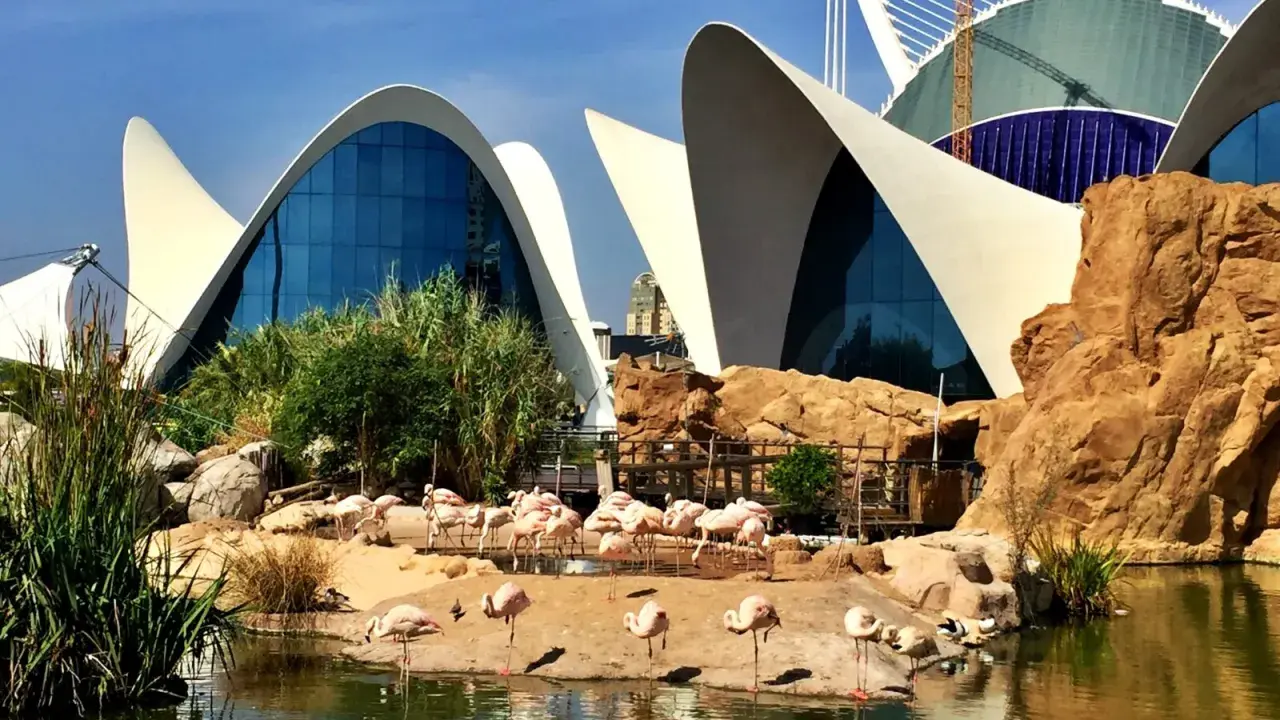 Różowe flamingi odpoczywają przy wodzie przed futurystycznym budynkiem, który jest częścią największego oceanarium w Europie.