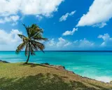Idealne Barbados wakacje: samotna palma na zielonym klifie, turkusowe morze i błękitne niebo z chmurami.