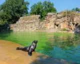 Foka wychodzi z zielonej wody na brzeg w zoo w Berlinie. Skaliste otoczenie i bujna zieleń tworzą naturalne środowisko.
