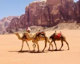 Wyprawa wielbłądami przez pustynię w Jordanii, z majestatycznymi klifami w tle.