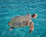 Żółw morski pływa w turkusowych wodach Zakynthos. To wspaniałe stworzenie, które można spotkać podczas nurkowania.