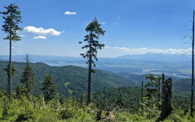 Widok z najwyższego szczytu Gorców na zielone pasma górskie i odległe Tatry.