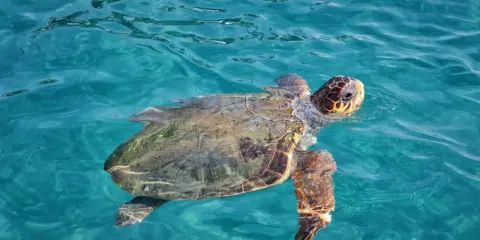 Żółw morski pływa w turkusowych wodach Zakynthos. To wspaniałe stworzenie, które można spotkać podczas nurkowania.