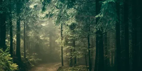 Mglisty szlak prowadzi przez gęste, mroczne **puszcze w Polsce**. Promienie słońca przebijają się przez konary drzew, tworząc magiczną atmosferę.