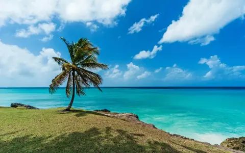 Idealne Barbados wakacje: samotna palma na zielonym klifie, turkusowe morze i błękitne niebo z chmurami.