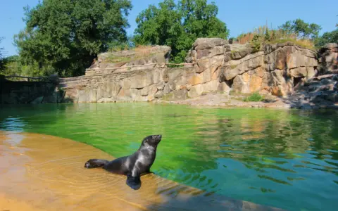 Foka wychodzi z zielonej wody na brzeg w zoo w Berlinie. Skaliste otoczenie i bujna zieleń tworzą naturalne środowisko.