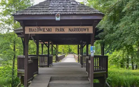 Drewniany mostek prowadzi do Białowieskiego Parku Narodowego, najstarszego parku narodowego w Polsce.