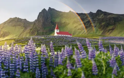 Kościół na Islandii pośród kwitnących łubinów, z tęczą w tle. Piękne widoki, ale islandia ceny mogą zaskoczyć.