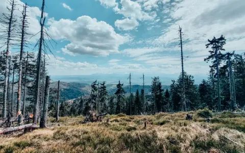 Widok z lasu na góry i niebo z chmurami.