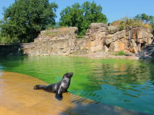Foka wychodzi z zielonej wody na brzeg w zoo w Berlinie. Skaliste otoczenie i bujna zieleń tworzą naturalne środowisko.
