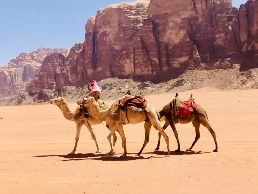 Wyprawa wielbłądami przez pustynię w Jordanii, z majestatycznymi klifami w tle.