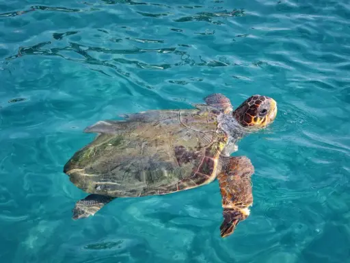 Żółw morski pływa w turkusowych wodach Zakynthos. To wspaniałe stworzenie, które można spotkać podczas nurkowania.