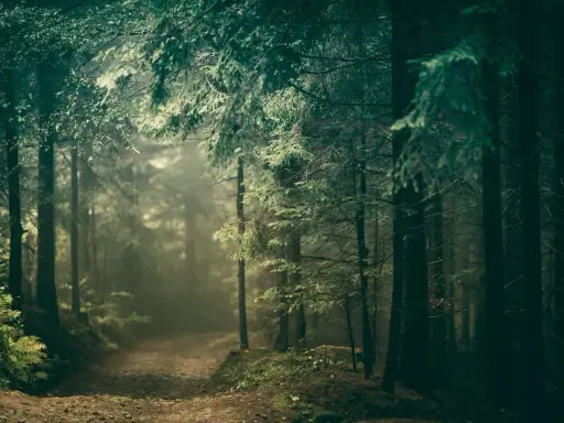 Mglisty szlak prowadzi przez gęste, mroczne **puszcze w Polsce**. Promienie słońca przebijają się przez konary drzew, tworząc magiczną atmosferę.
