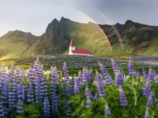 Kościół na Islandii pośród kwitnących łubinów, z tęczą w tle. Piękne widoki, ale islandia ceny mogą zaskoczyć.