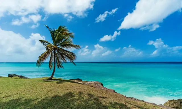 Idealne Barbados wakacje: samotna palma na zielonym klifie, turkusowe morze i błękitne niebo z chmurami.
