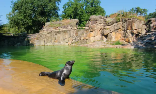 Foka wychodzi z zielonej wody na brzeg w zoo w Berlinie. Skaliste otoczenie i bujna zieleń tworzą naturalne środowisko.