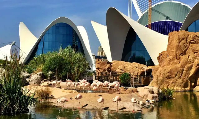 Różowe flamingi odpoczywają przy wodzie przed futurystycznym budynkiem, który jest częścią największego oceanarium w Europie.