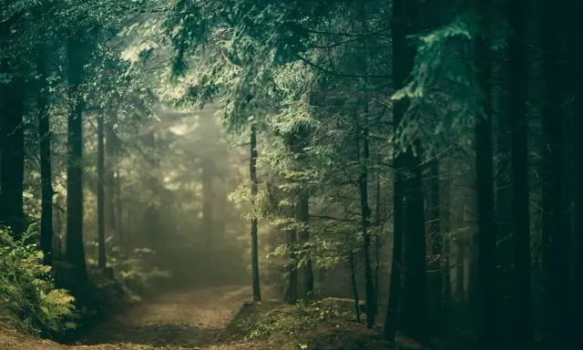 Mglisty szlak prowadzi przez gęste, mroczne **puszcze w Polsce**. Promienie słońca przebijają się przez konary drzew, tworząc magiczną atmosferę.