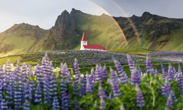 Kościół na Islandii pośród kwitnących łubinów, z tęczą w tle. Piękne widoki, ale islandia ceny mogą zaskoczyć.