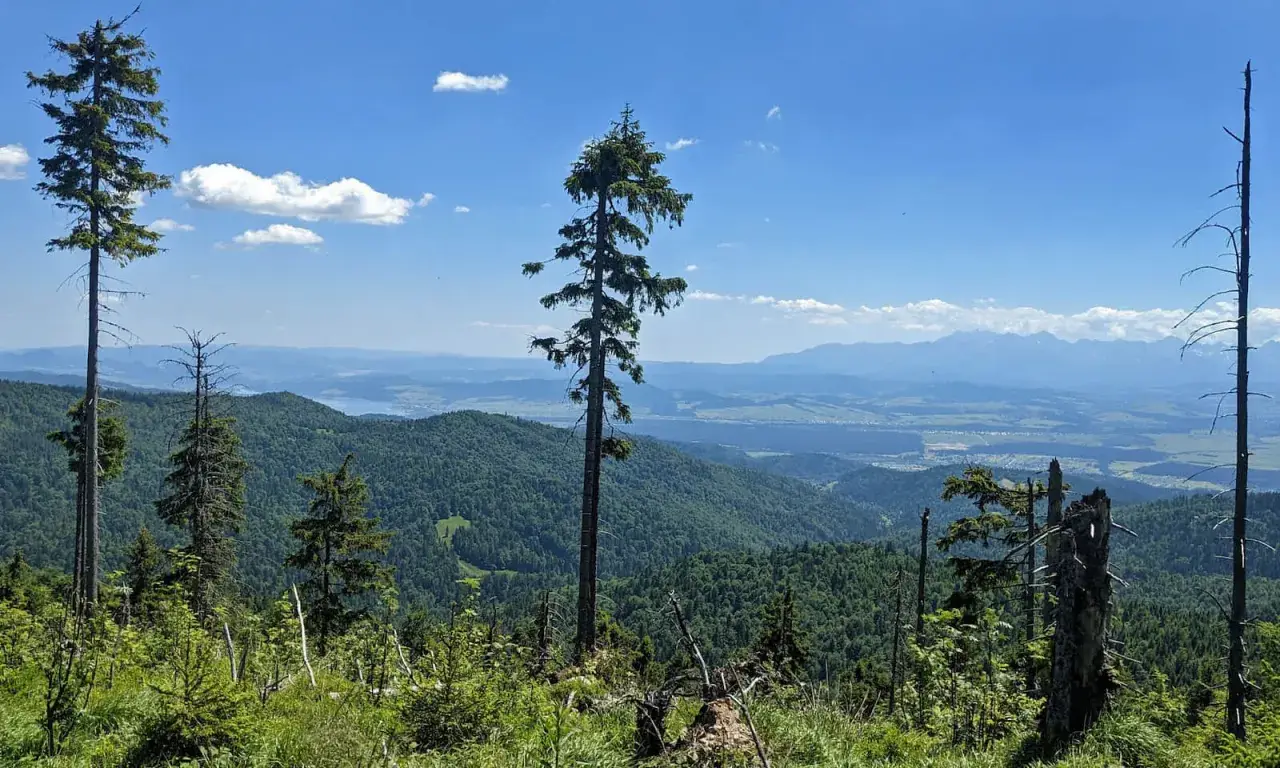 Widok z najwyższego szczytu Gorców na zielone pasma górskie i odległe Tatry.