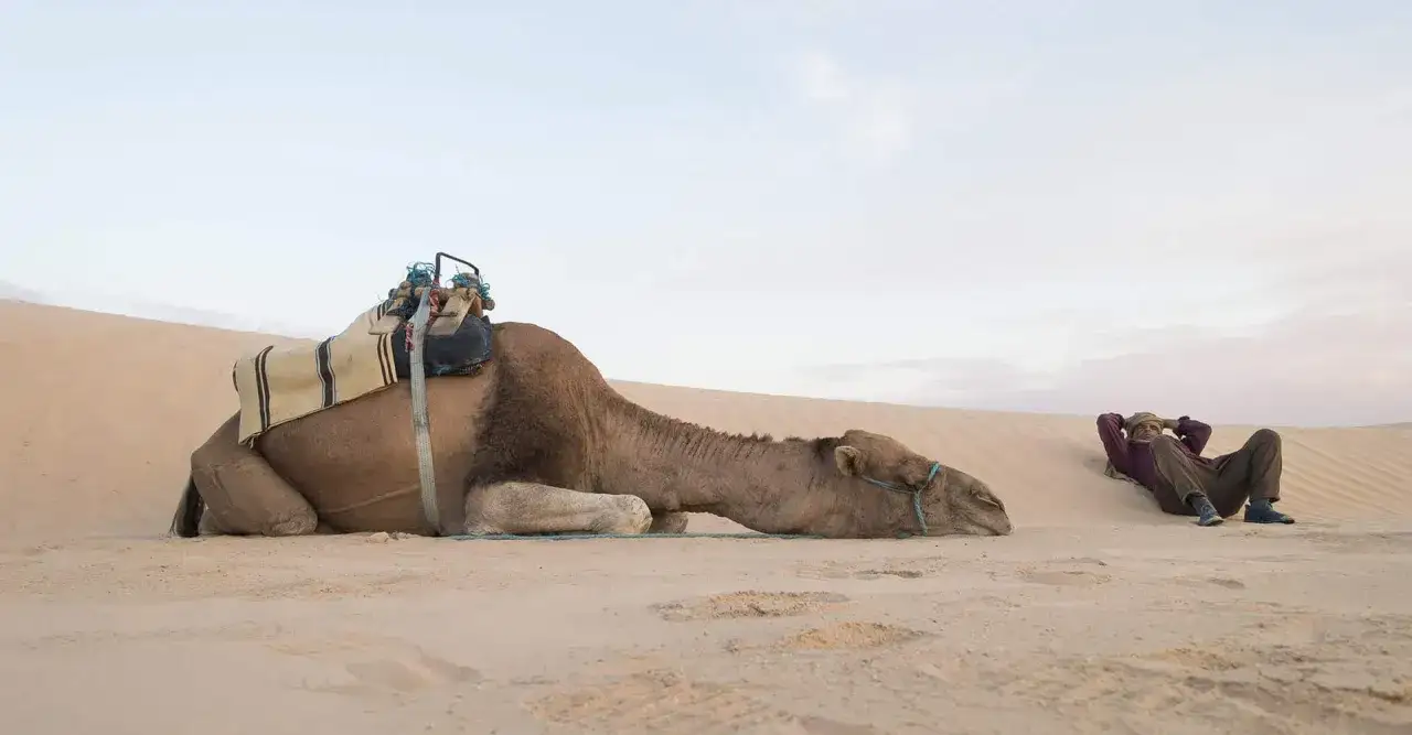Sahara Tunezja wydmy