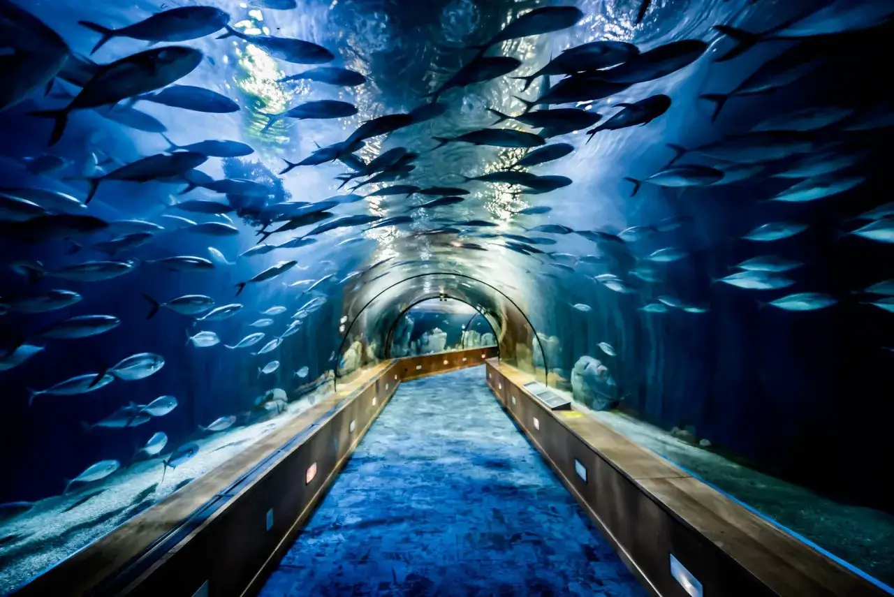 Podwodny tunel w największym oceanarium w Europie. Tysiące ryb pływa wokół, tworząc niesamowity widok.