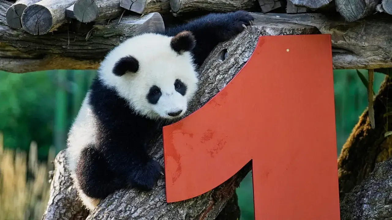 Mała panda wspina się po drzewie w zoo w Berlinie obok czerwonej cyfry 1.