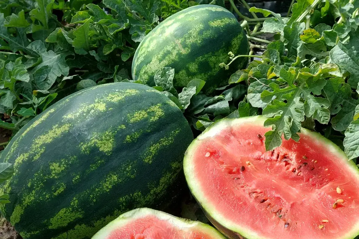 polski arbuz na straganie