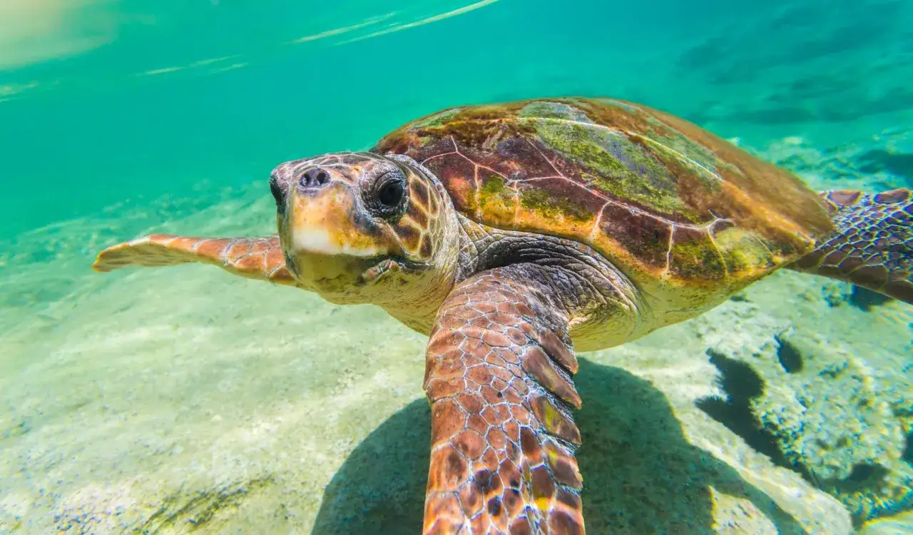 Wielka żółwica Caretta caretta pływa w turkusowych wodach Zakynthos.