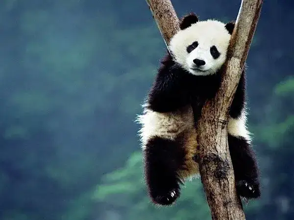 Panda wielka w naturalnym środowisku Chiny Syczuan