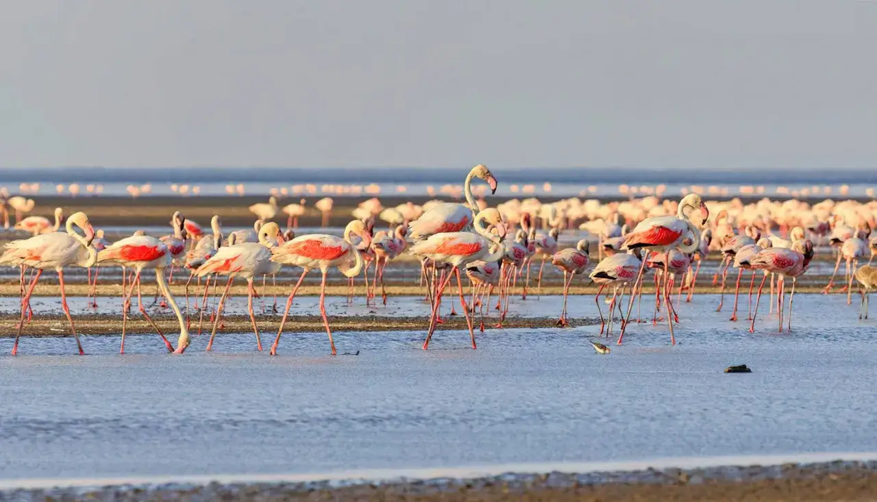 Różowe flamingi brodzą w płytkiej wodzie jeziora Natron, tworząc malowniczy widok.