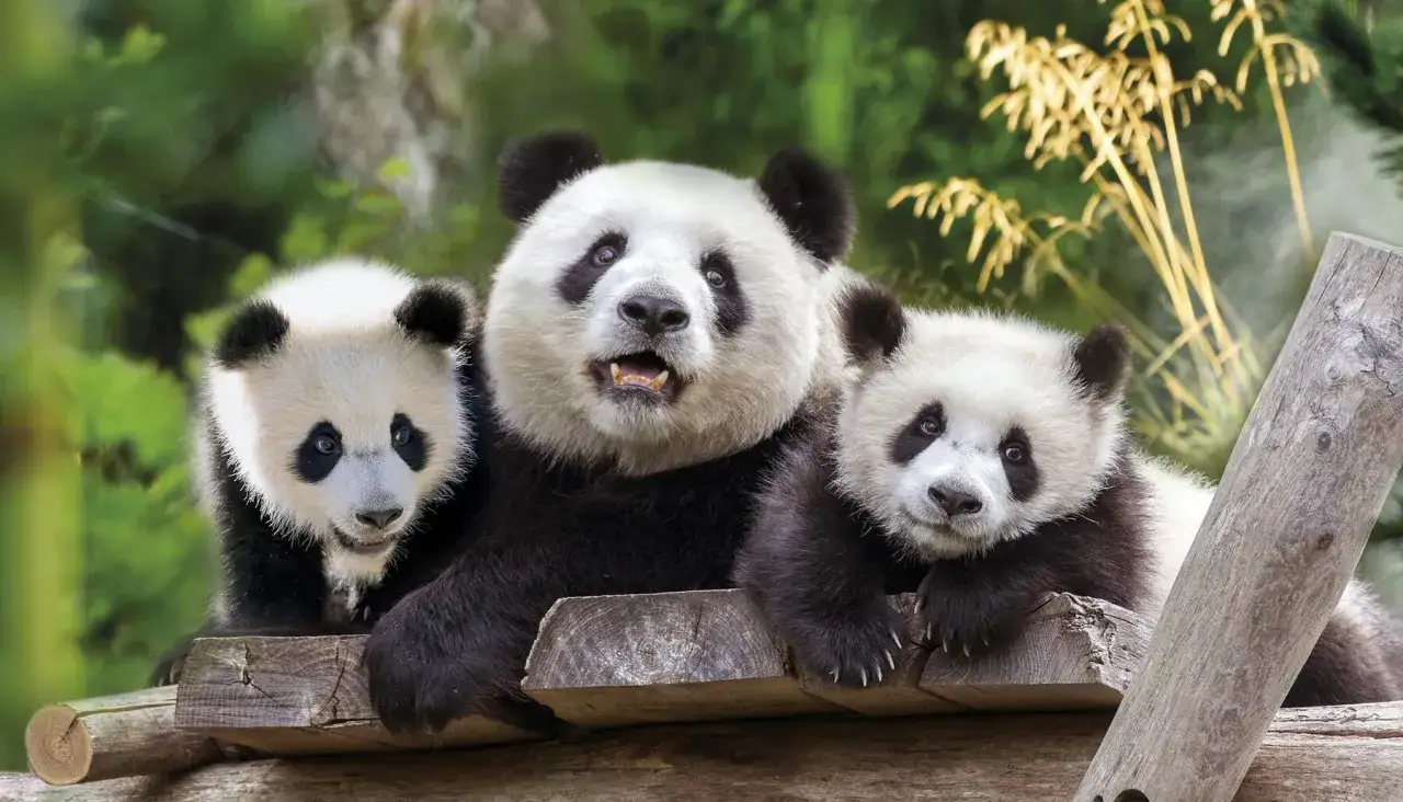 Panda w europejskim zoo Berlin Wiedeń